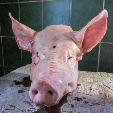 Pig Head Free Stock Photo - Public Domain Pictures
