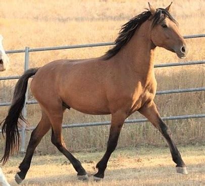 6 Types of Mustang Horses & Their History