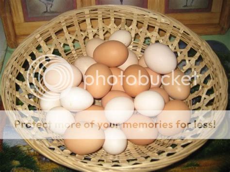 How big are banty eggs? | BackYard Chickens - Learn How to Raise Chickens