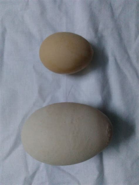 World's Biggest chicken egg