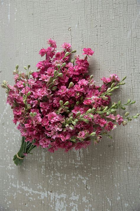 Riddarsporre Carmine Rose - Jordnära Fröer • Blomsterfrö online • Odla