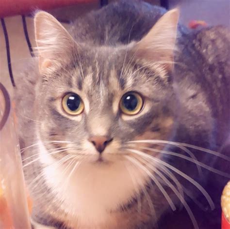 Aspen the cat