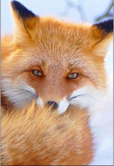 Solve Liška_Fox jigsaw puzzle online with 70 pieces