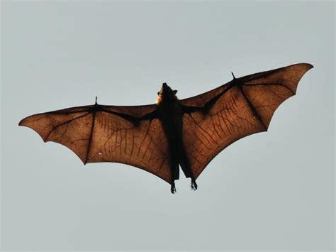 bat predators