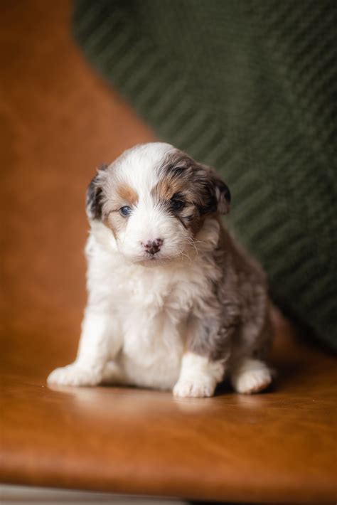Australian Mountain Doodle Info | Aussie Bernedoodle Breed Guide
