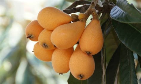 Nespera E Ameixa É A Mesma Coisa - Ameixa Amarela ou nêspera: a fruta exótica que faz bem para a saúde ...