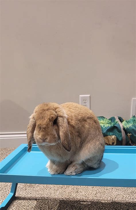 Happy birthday, Cinna! He is a year old now. First photo when we got