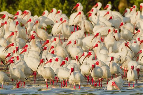 Flock of White ibis in breeding plumage - Stock Image - C041/1010 ...