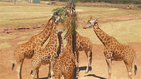 monarto safari park family parks