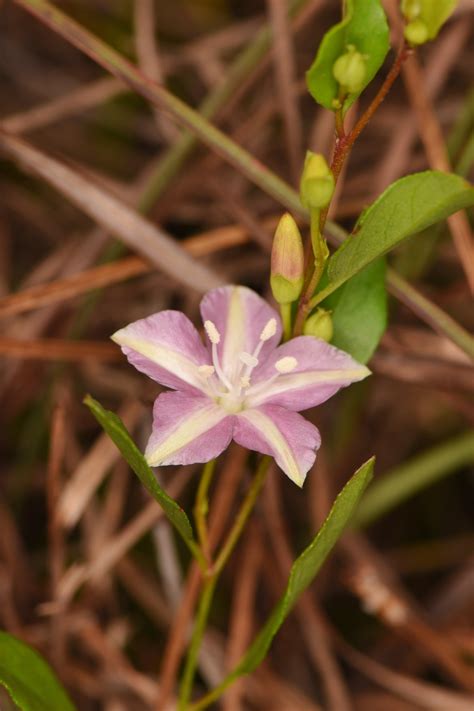 Jacquemontia curtissii (Pineland Jacquemontia) - FSUS
