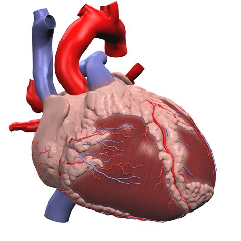 Anatomical Variations: Branching Patterns of the Aortic Arch