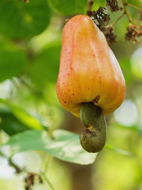 cashew tree   conservacionexactasubaar