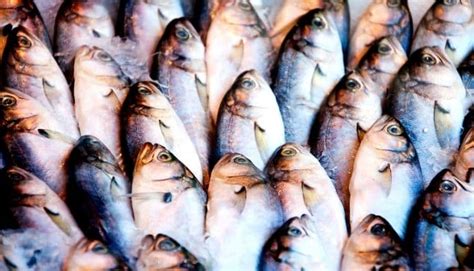 The 7 Best Lures for Catching Bluefish