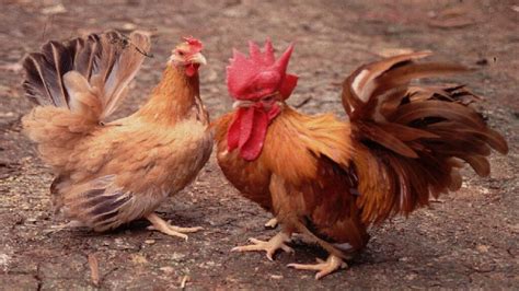 mengenal jenis ayam kate  mungil  lucu