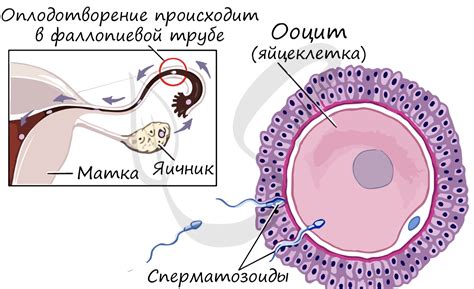 Сперматогенез и овогенез, подготовка к ЕГЭ по биологии