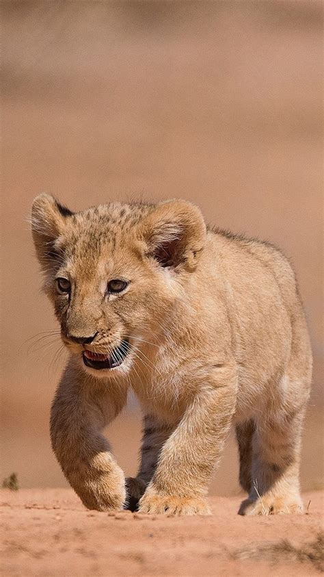 lion cubs wallpaper hd