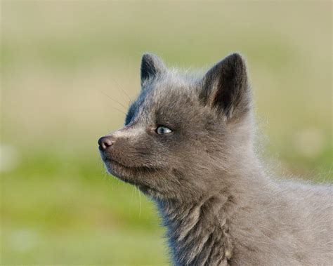 Baby Silver Fox
