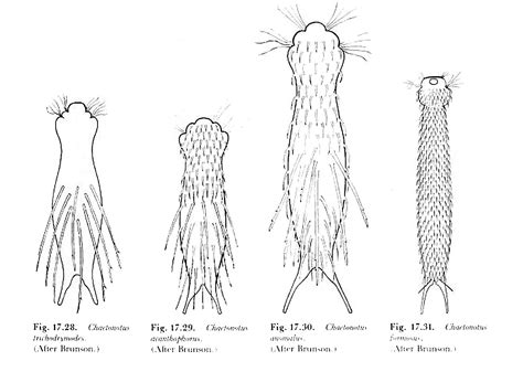 Photographing Gastrotrichs - The Canadian Nature Photographer