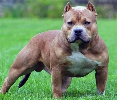 Pitbull Puppies Training, Pitbull Dog Puppy, Bully Dog, Puppy Training ...