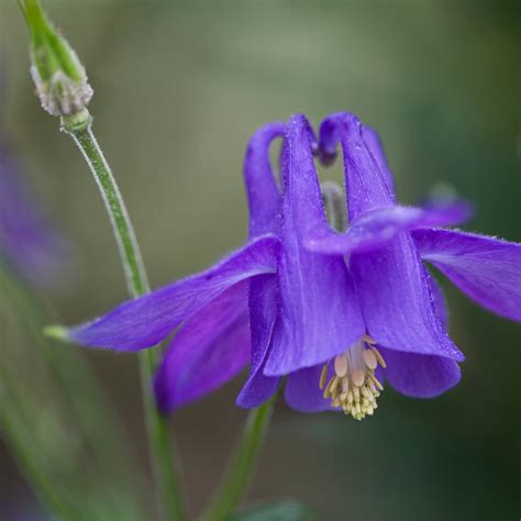 columbine aquilegia flower leaf care  picturethis