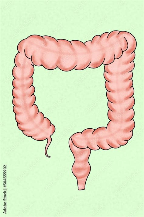 Picture of healthy large intestine Stock Photo | Adobe Stock
