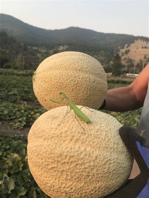 Are Dixon Melons Organic? – Dixon Melons