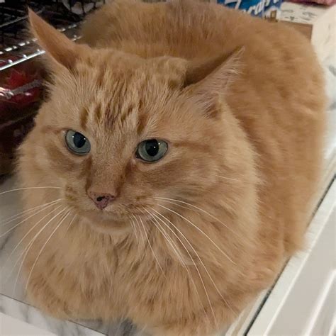 creator profile   cat tom create   ai characters talkie ai