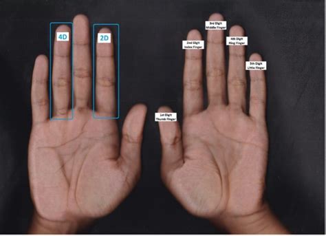 fingers  sports  unfolding tale  digit ratio  estidotmy