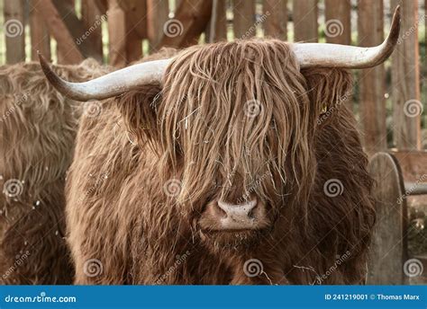 Male Scottish Highland Cattle with Large Horns Stock Image - Image of ...