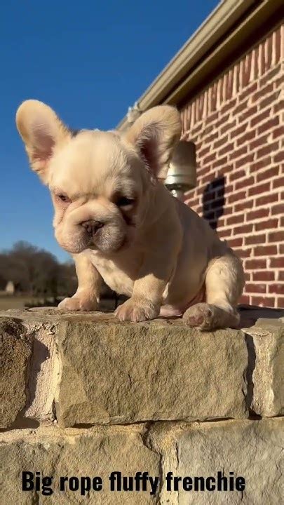 big rope fluffy frenchie fyp frenchbulldog frenchie fluffyfrenchie
