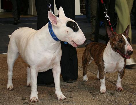 bull terrier pictures az animals