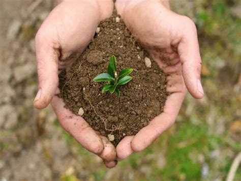 big growing plants  growth fertilizer