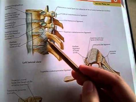 Superior Thoracic Aperture