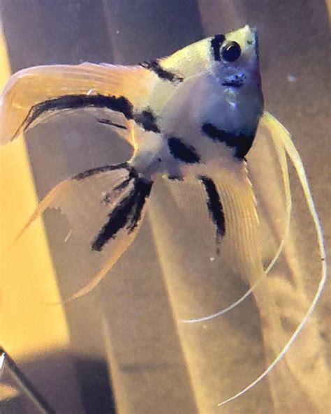 Can anyone sex these Angelfish? : r/Aquariums