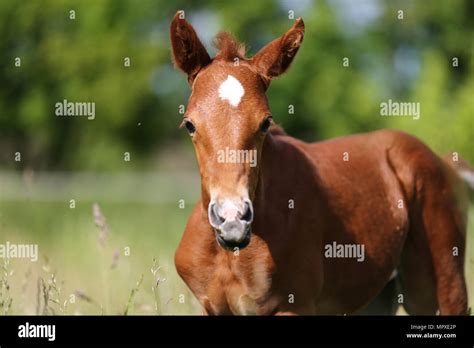 extreme closeup headshot   young horse stock photo alamy