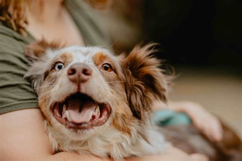 Liv Strange Photography | Columbia MO Pet Photography | Midwest