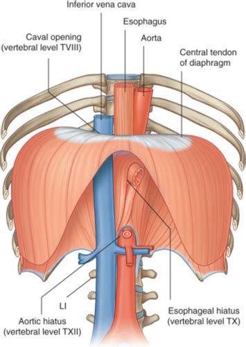 Lungs, Diaphragm, Posterior Mediastimnum Flashcards | Quizlet