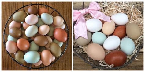 different color eggs from chickens 9