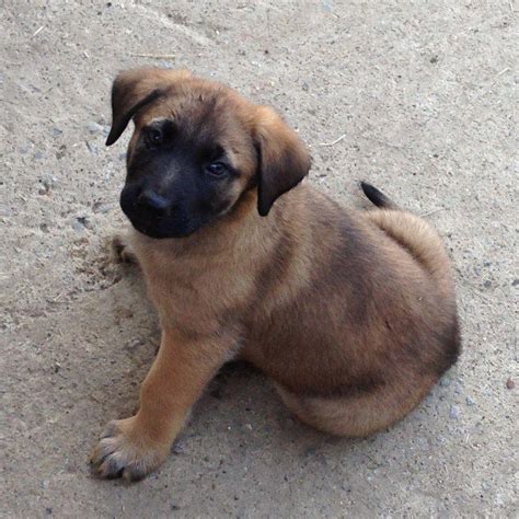 Photo Gallery of The German Shepherd Tibetan Mastiff Mix