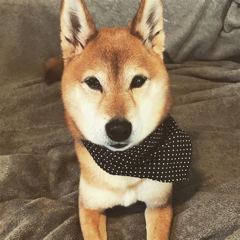 My lovely little 10 year old Shiba Inu. Reddit, meet Hirohito, or Hiro ...