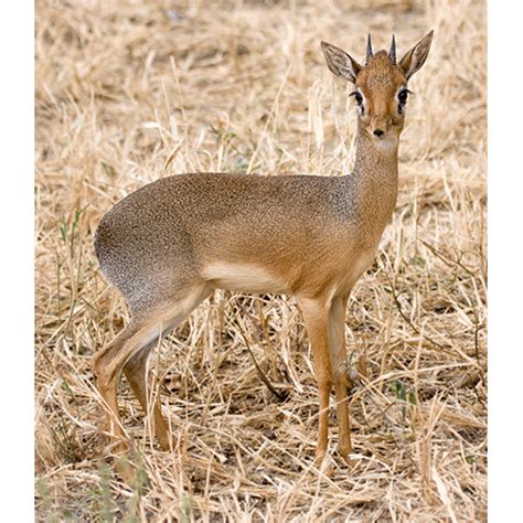 Парнокопытные (Artiodactyla) | LifeCatalog