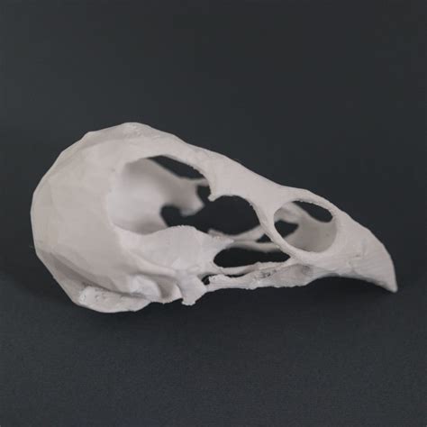 printable chicken skull  devin enrique buechele de montes