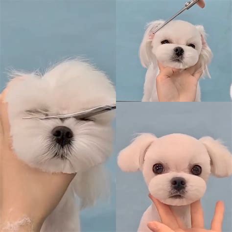 maltese haircut styles 4