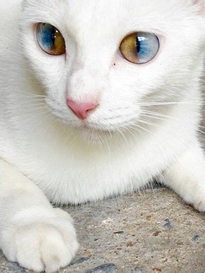 Кошка с необычными глазами: miumau — LiveJournal