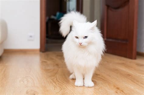 Turkish Angora cat breed - Information & characteristics