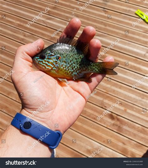 Closeup Small Pumpkinseed Sunfish Lepomis Gibbosus Stock Photo
