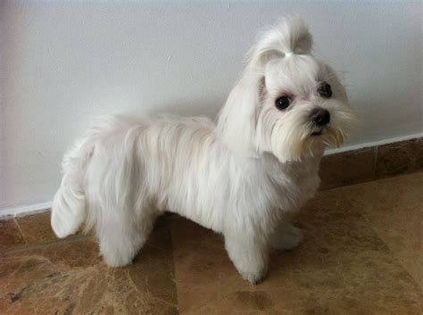 Pin on Maltese haircuts