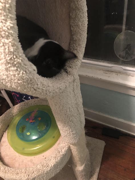This is my cat Abu. He hates my new puppy but is learning to cope