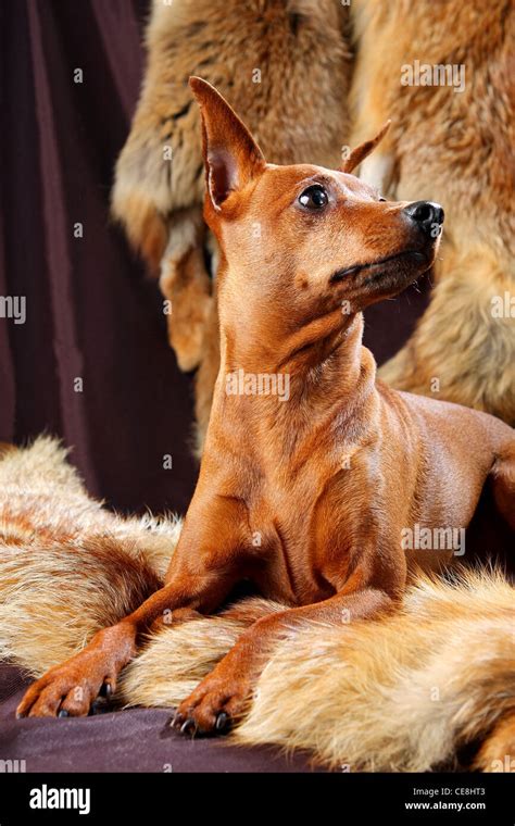 Red Miniature Pinscher Stock Photo - Alamy