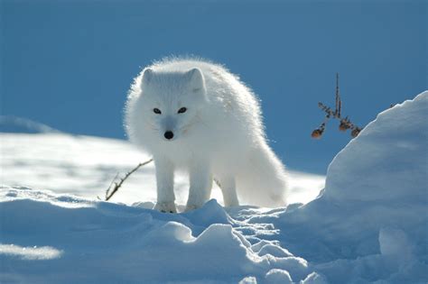 Tundra Wallpapers - Wallpaper Cave